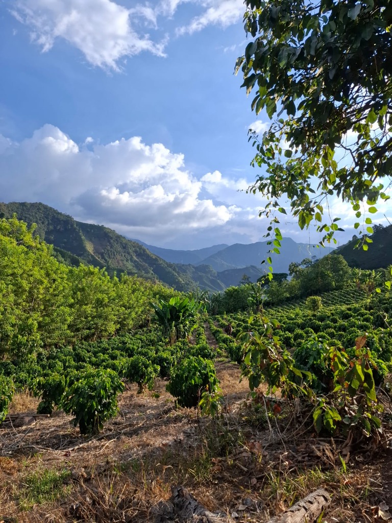 Remoción Permanente de Carbono (CORCs)